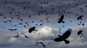 Are Crows Scary Or Just Scarily Smart? : Short Wave : NPR